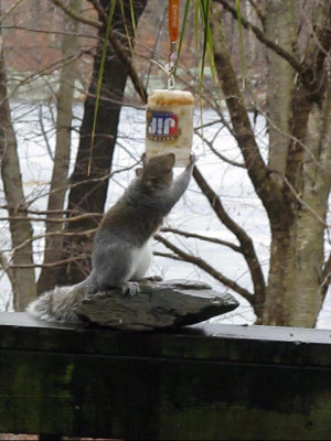 Squirrels love peanut butter