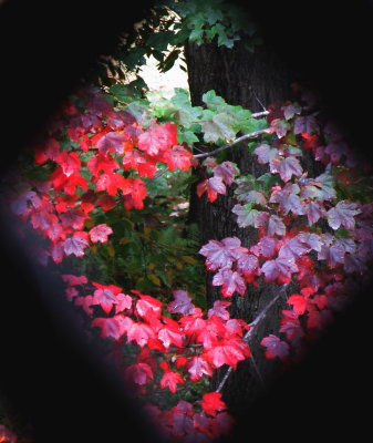 Maple Leaves Seen through a Lattice Frame