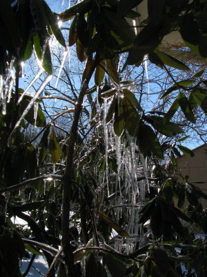 Frozen Rhododendron Leaves