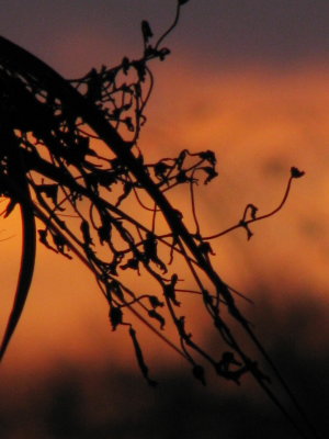 Fading Sunset in Winter