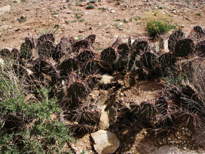 Typical Arizona Desert Vegetation.