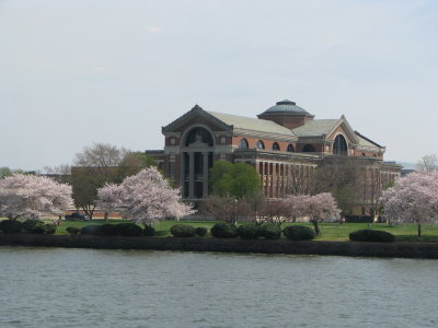 Cherry Blossoms along The Potomac River