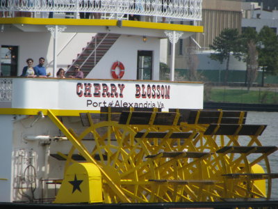 Cherry Blossom Paddle Wheeler