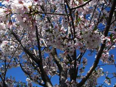 Cherry Blossoms DC.