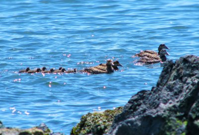 Ducks on Parade