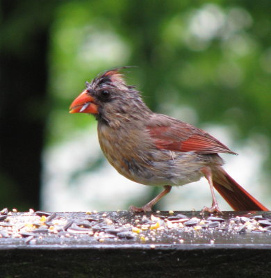 Even Female Cardinals Get Wet During A Rain Storm