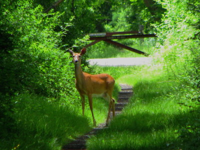 White Tail Yearling