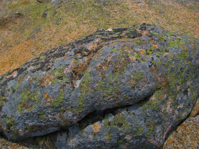 Lichen Covered Rock in Acadia National Park