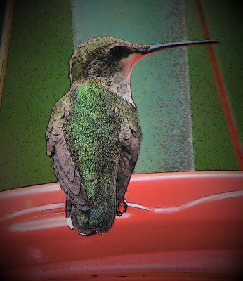 Portrait of Female Ruby Throated Hummingbird