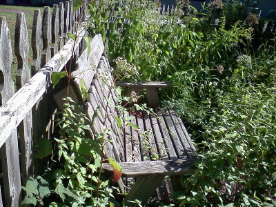 Bench hidden in butterfly garden.