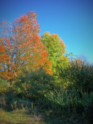 New Jersey Forests in Full Fall Colors