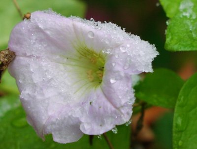 Frosty Petunia 