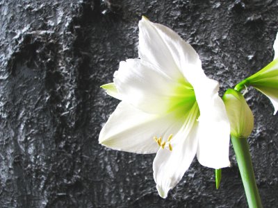 White Amaryllis Against Gray and White Painting by Ryan McCoy