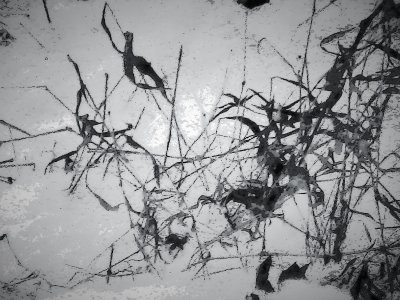 Grasses in Winter