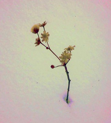Just A Little Twig