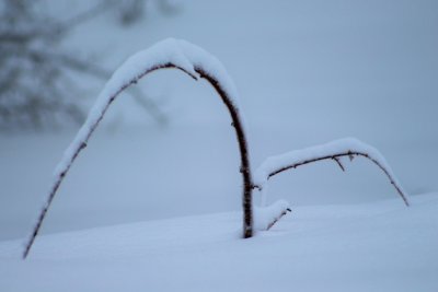 Raspberry Branch