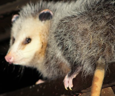 Nightly Visitor - Opossum