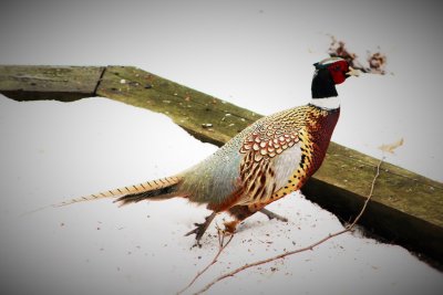 Ring-Necked Pheasant Looking for Food under our Deck
