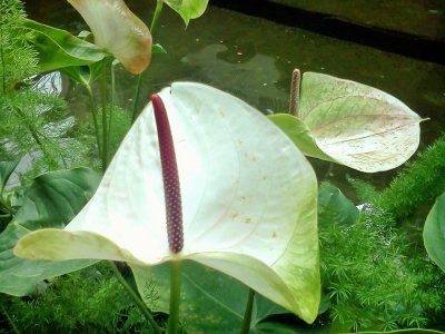 White Anthuriums