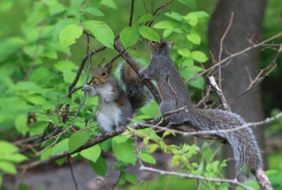 Very Young Grey Squirrels 