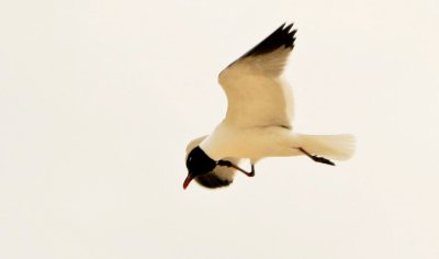 Flying and Running
