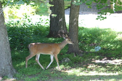 Yearling with  velvety antlers