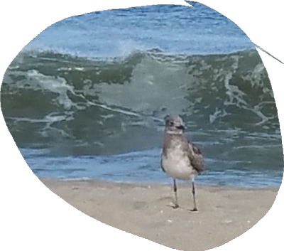 Sea gull portrait