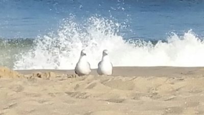 Two seagulls posing for their portrait