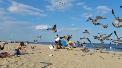 Feeding the gulls