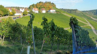 Vineyards near Reutlingen