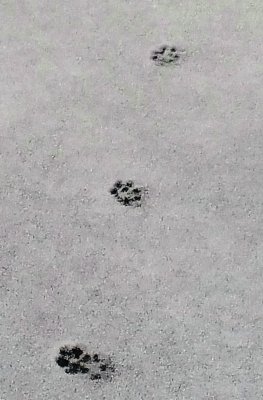 Gray Fox Track