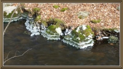 Icy Lace along the River Bank