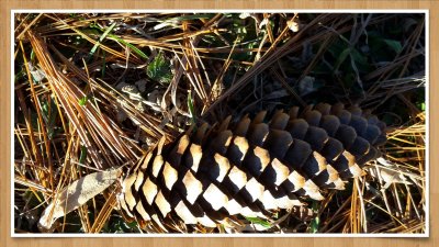 Pine Cone and Pine Needles