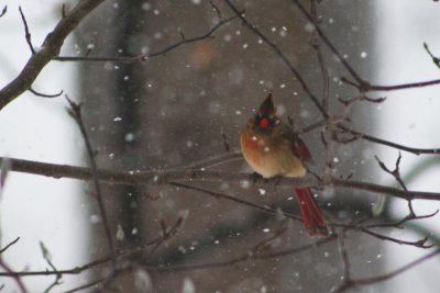 Female Northern Cardinal Waiting for Her Turn  At The Feeders