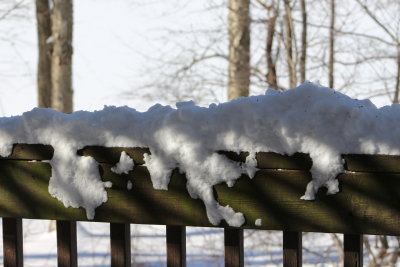 This snow dog looks tired.