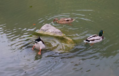 Three Ducks-A-Swimmming