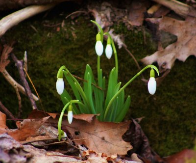 Snowdrops in a warm hollow