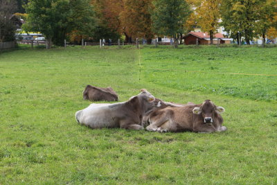 Bavaria Cows