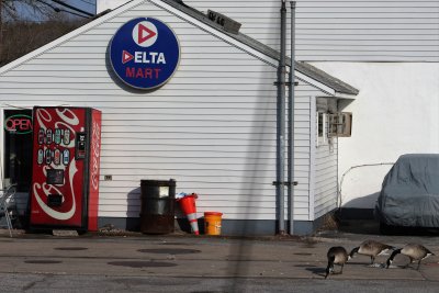 Canadian geese like gas stations too