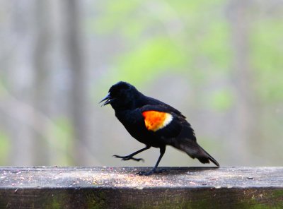 Red-winged blackbird putting his best foot forward.