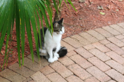 Six-toed cat at Hemingways Estate