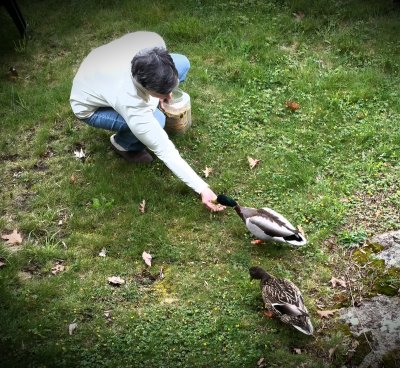 Handfeeding Mallard Ducks