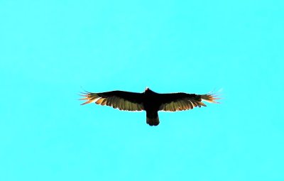 Turkey Vulture Silhouette