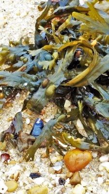 Seafood Buffet