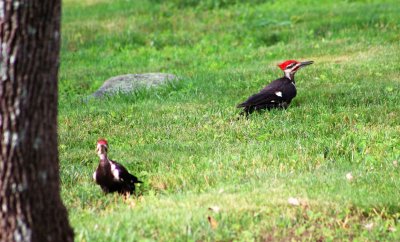 Pileated woodpecker mom taking offspring for pecking lesson