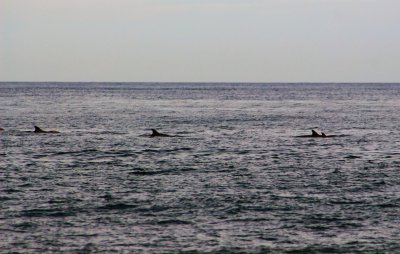 A pod of dolphins offshore