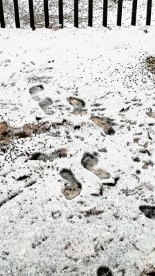First Snow Footprints.