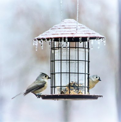 Two Titmice Sharing the Feeder