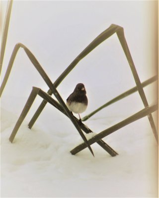 Junco staying above the snow line