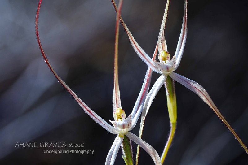 Whispy Spider Orchid